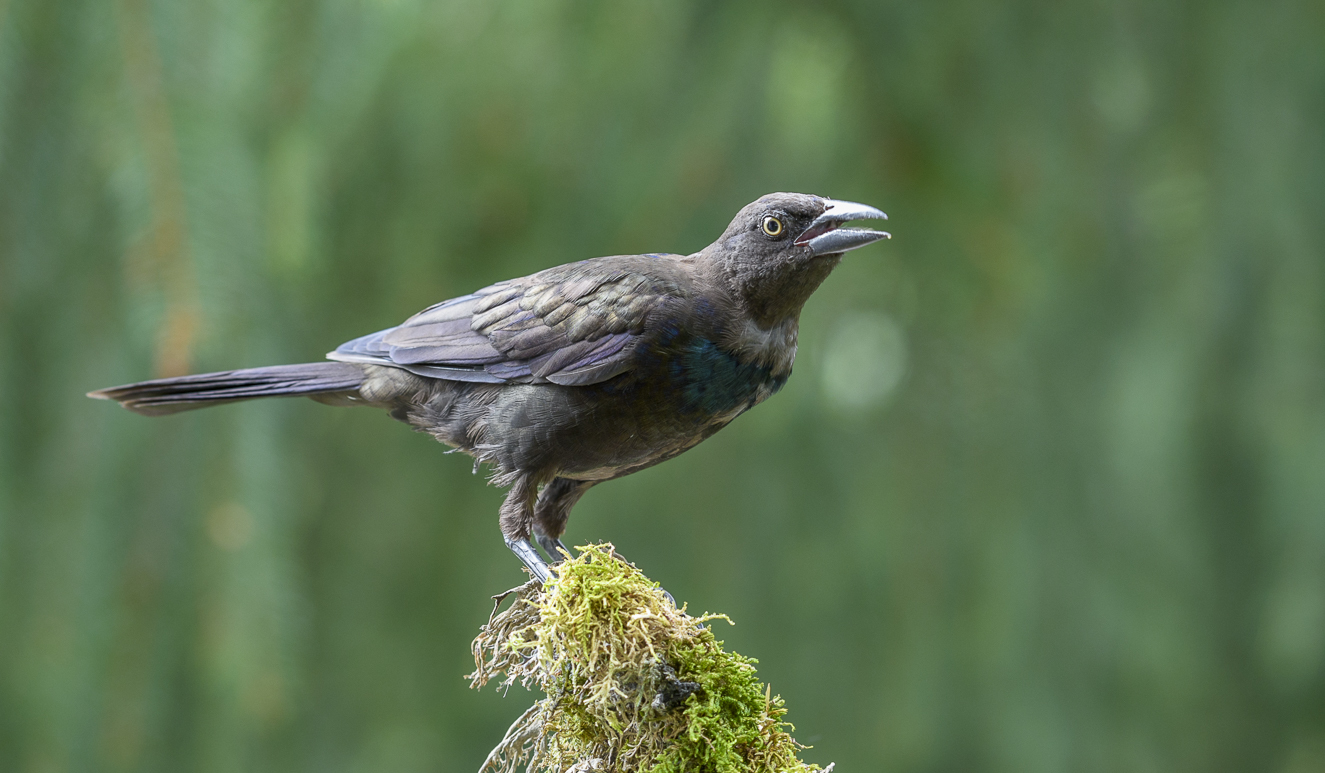 Common Grackle (juvenile)