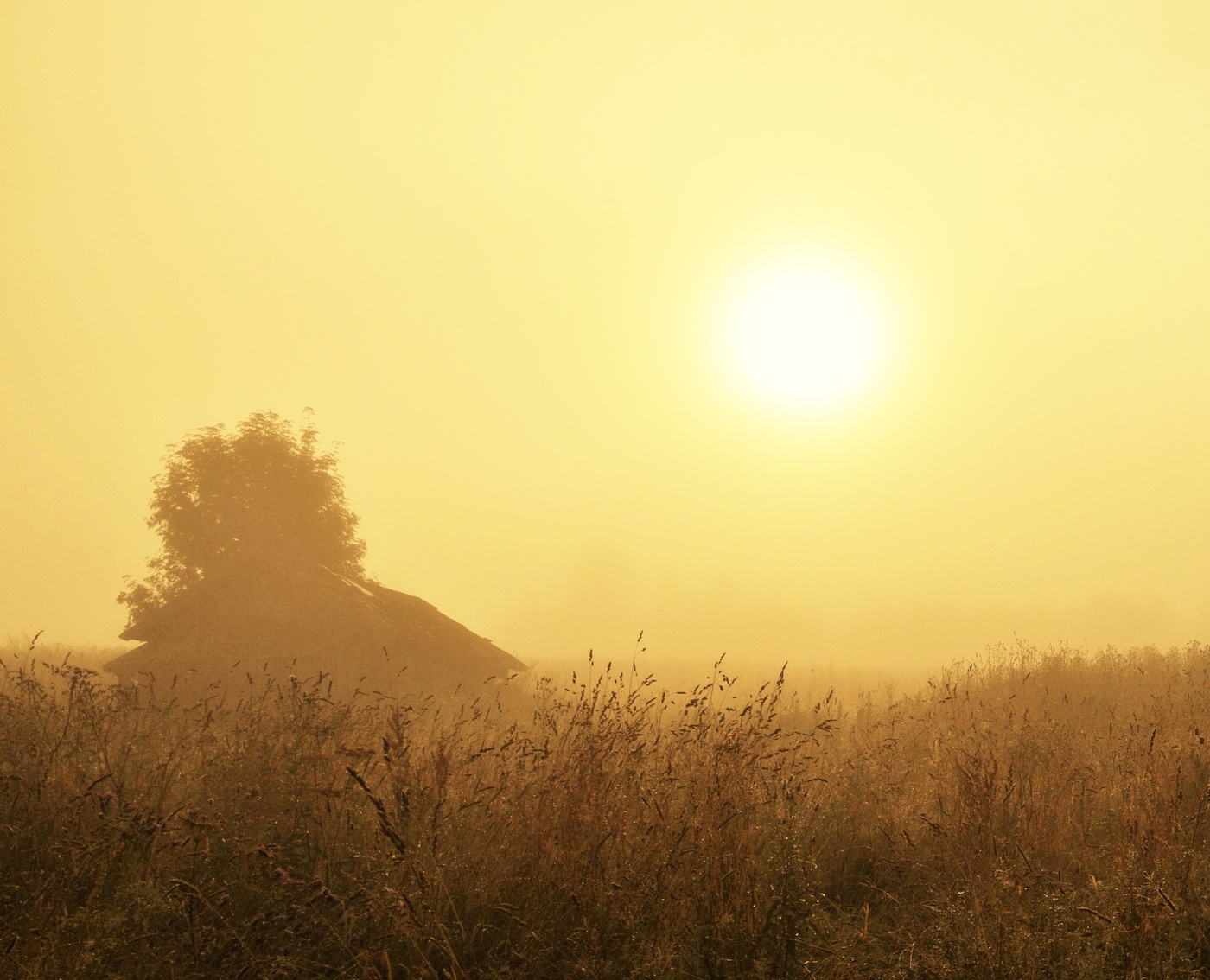 Позолоченный туман ...