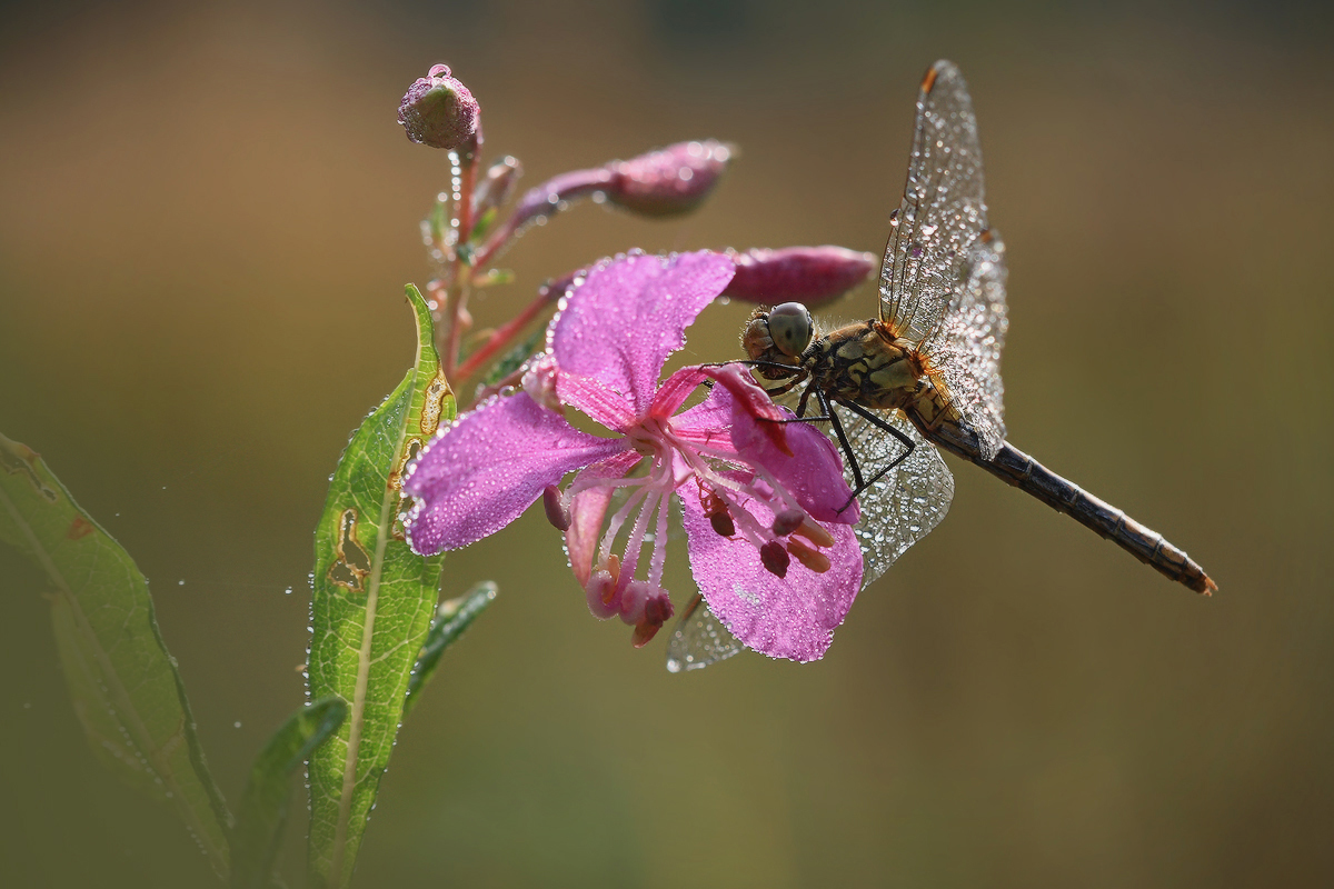 на просушке крыльев