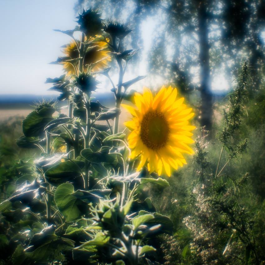 Банальность из июля шестнадцатого