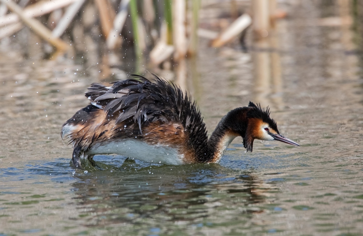 взъерошенная