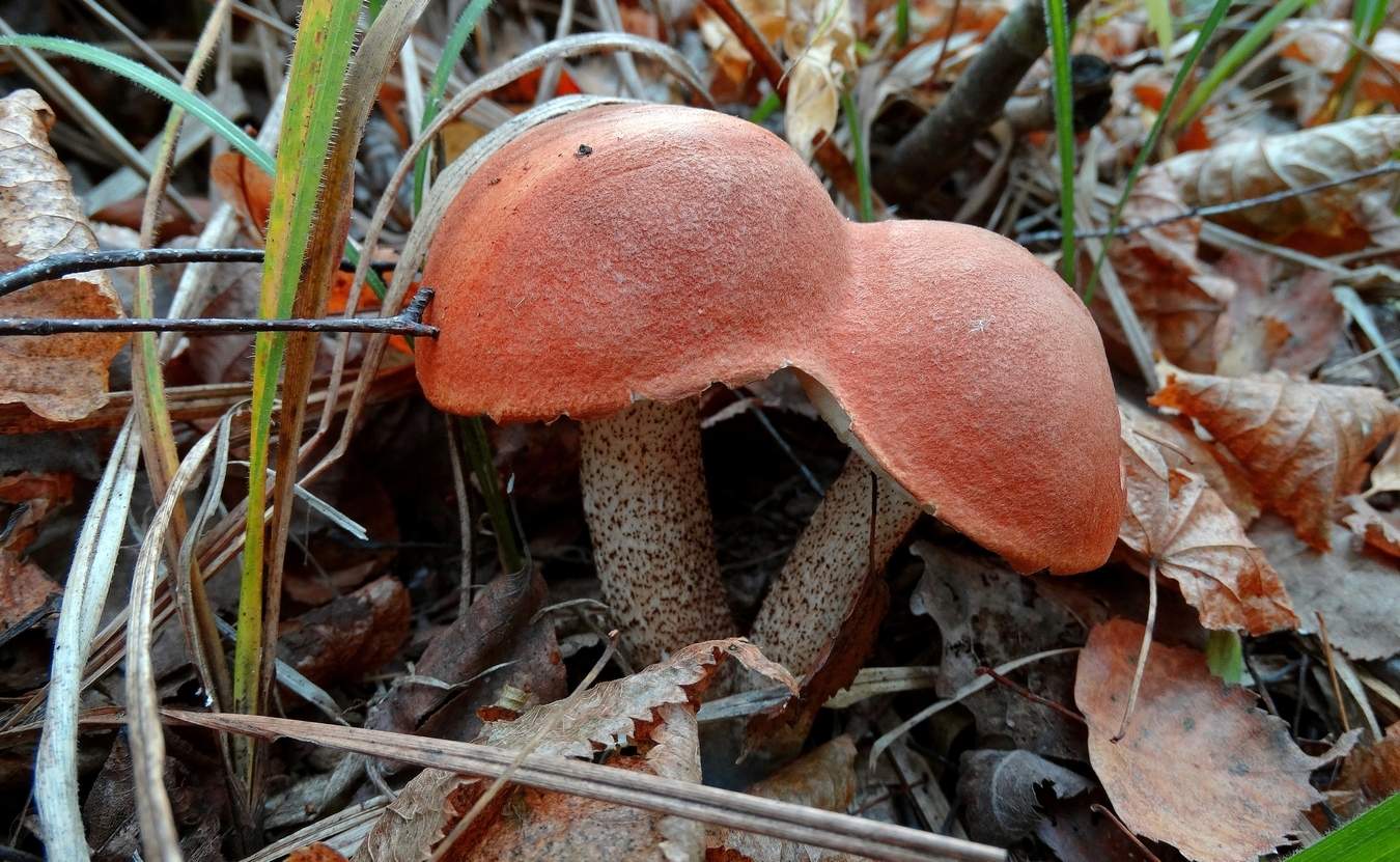 Сиамские близнецы