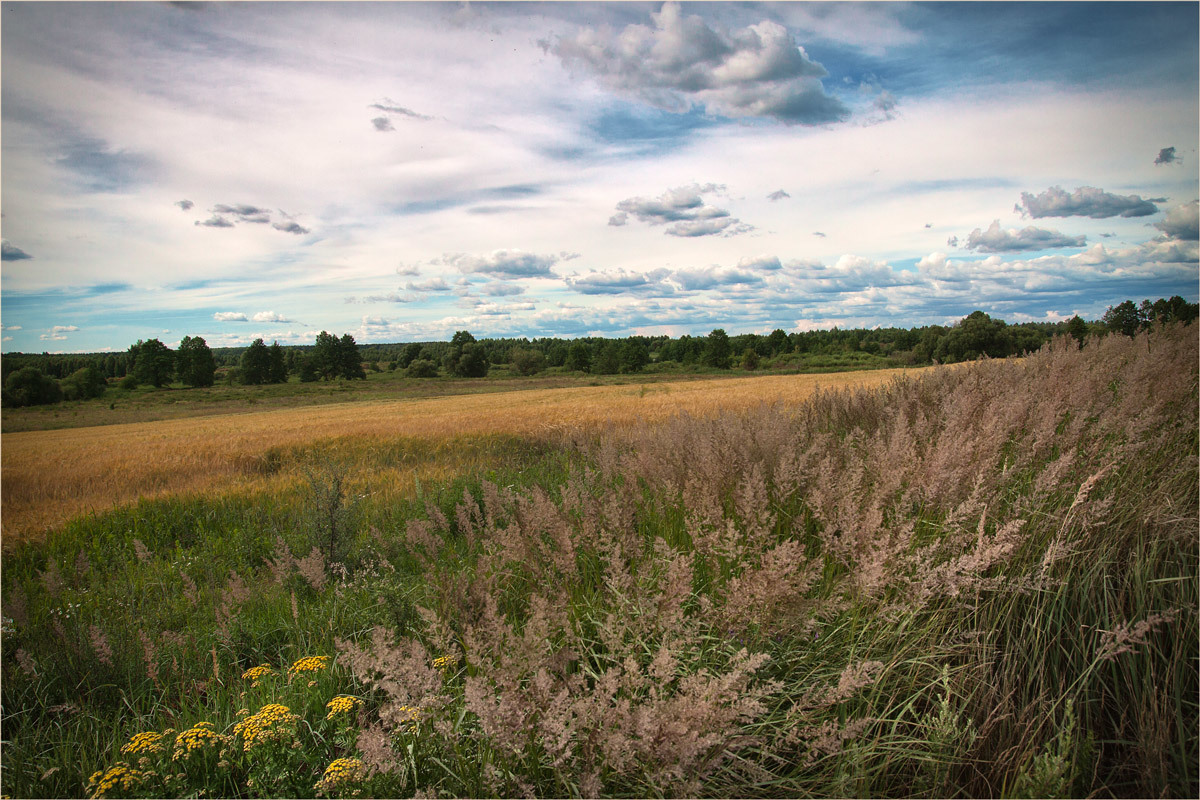 Вейник наземный