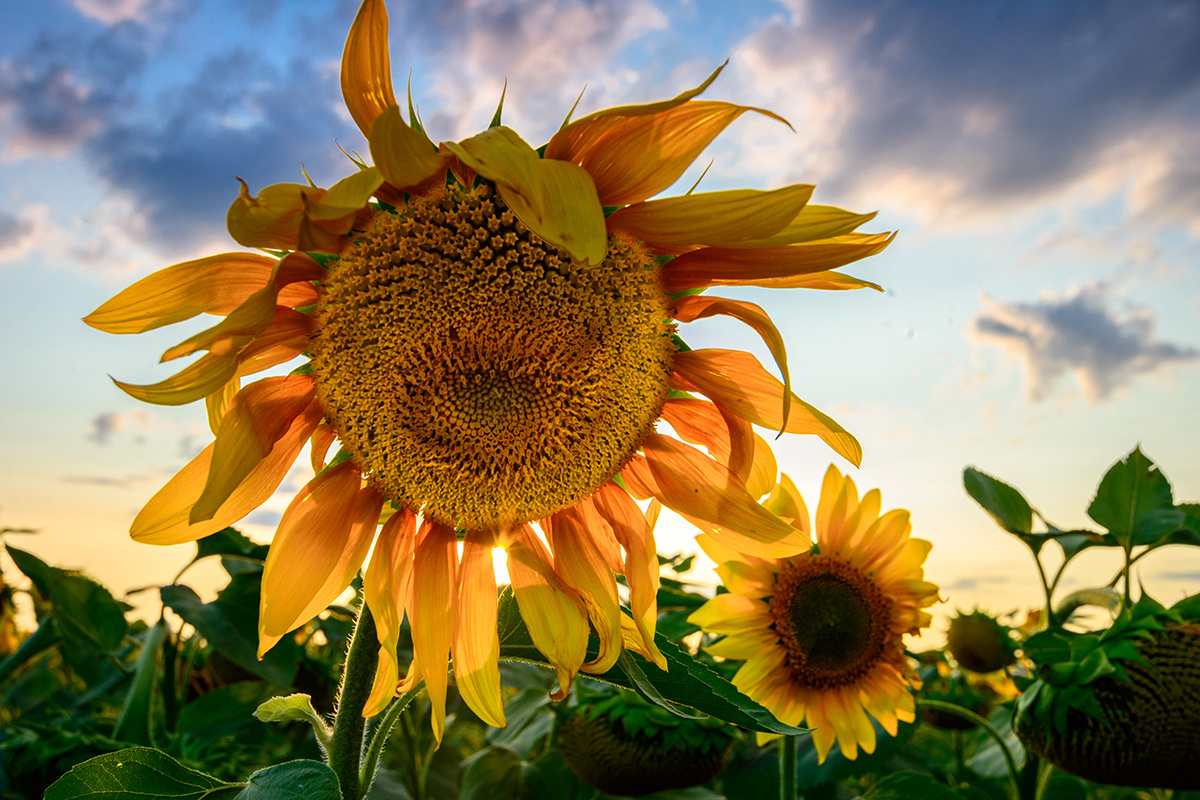 Подсолнух...