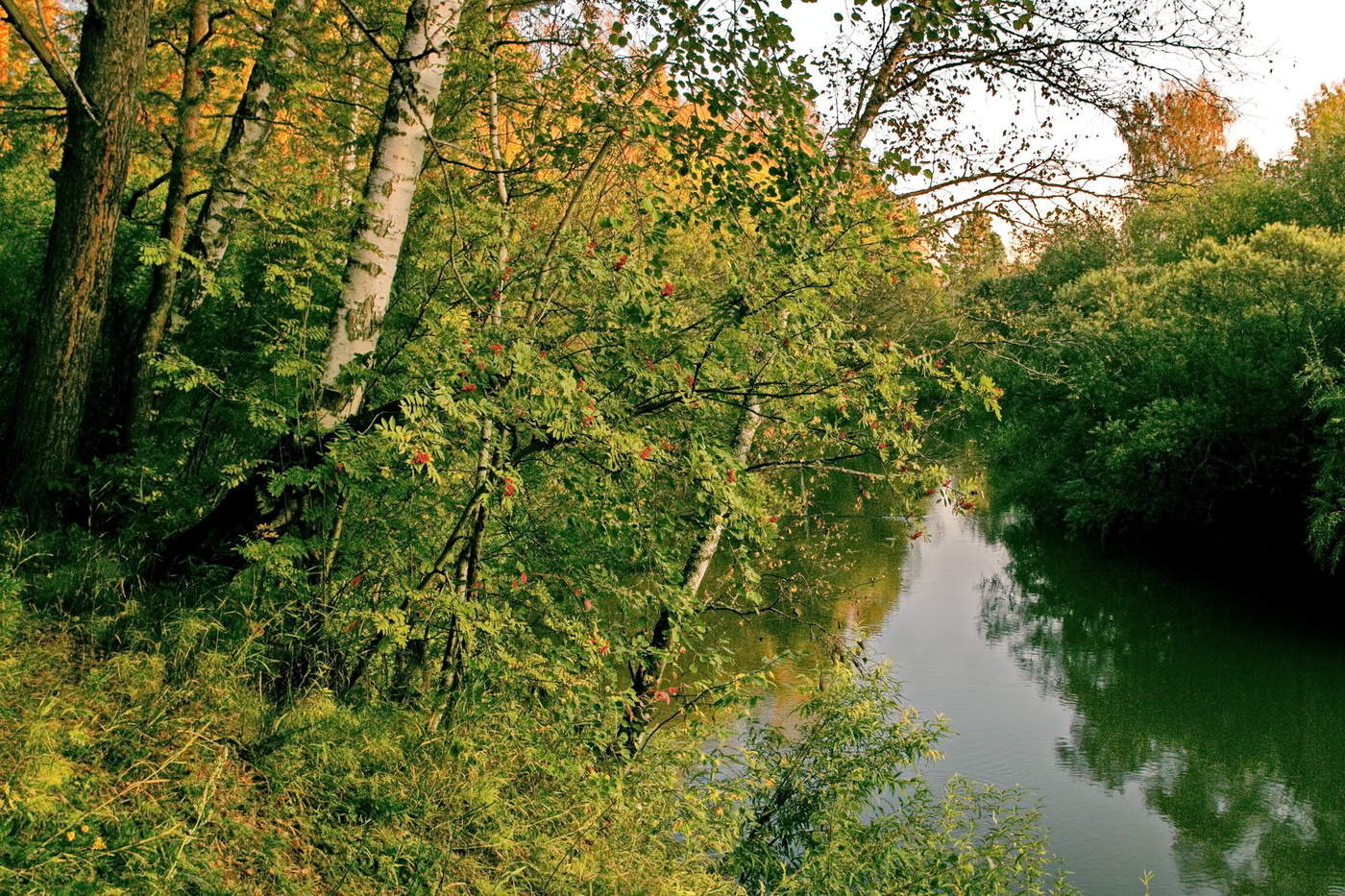 *ЛЕСНАЯ РЕЧКА.**