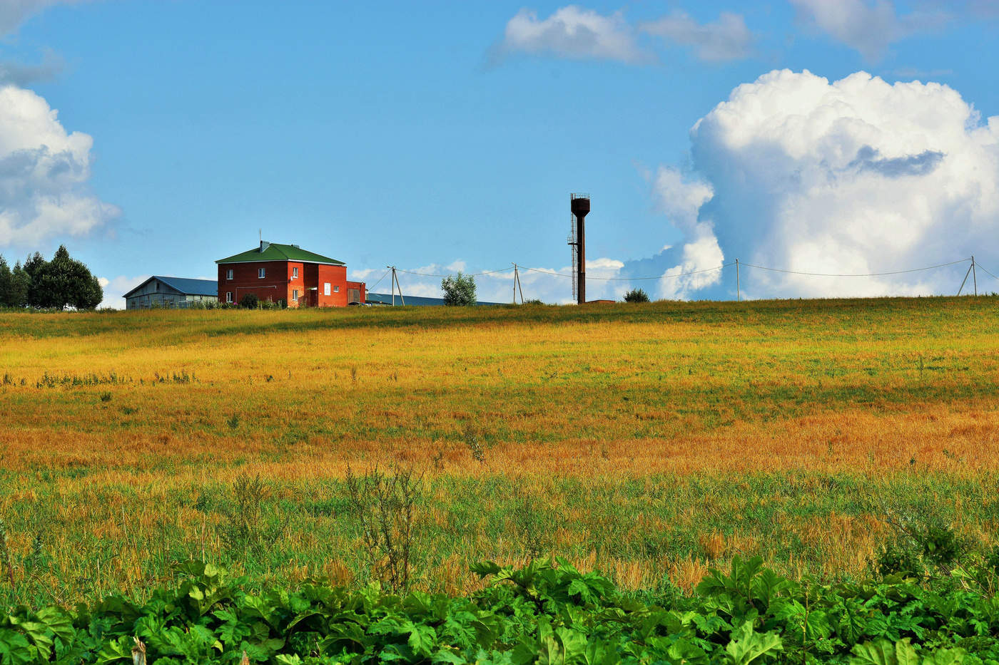 Сельская зарисовка ...