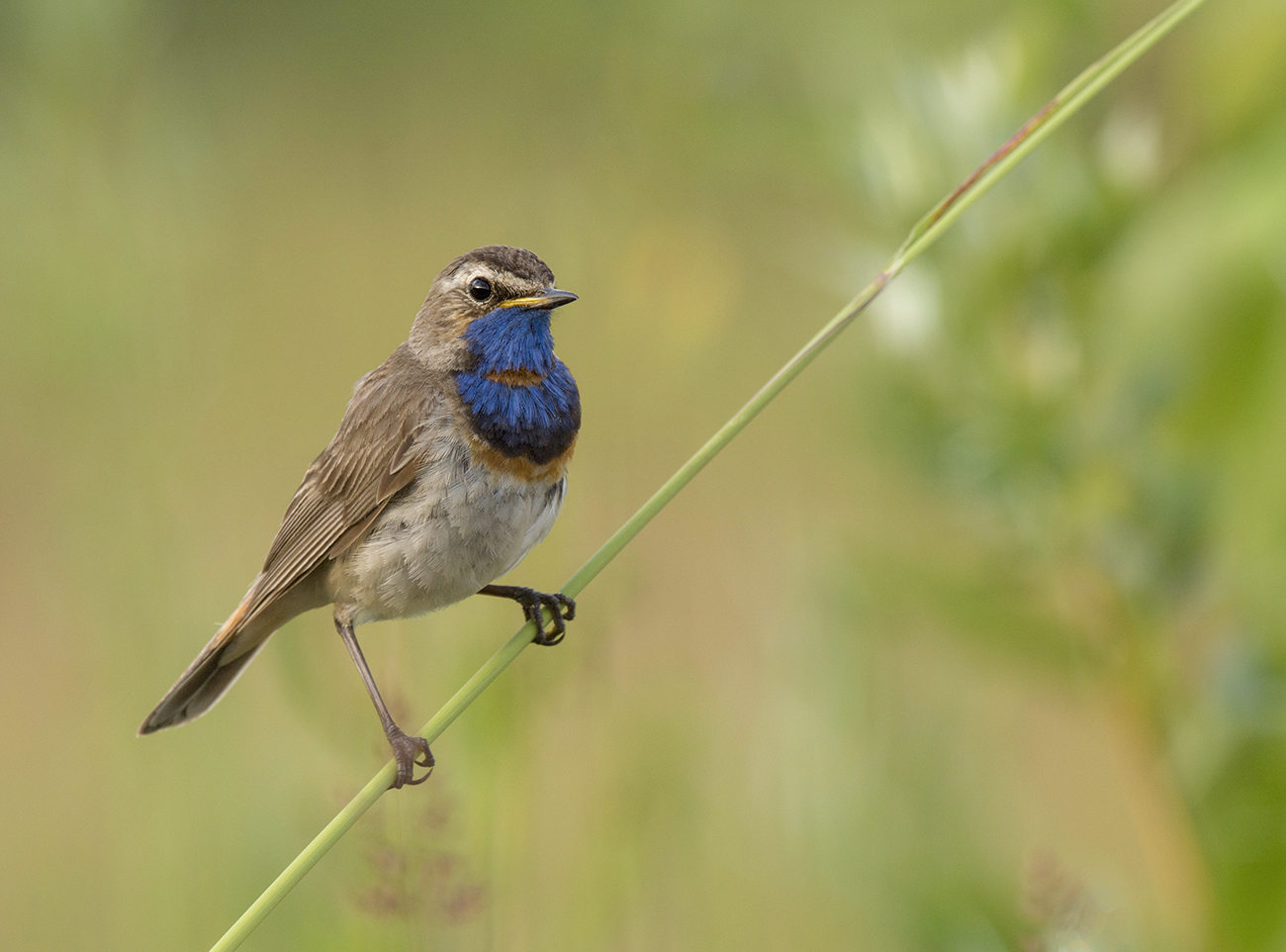 Картинка из лета.