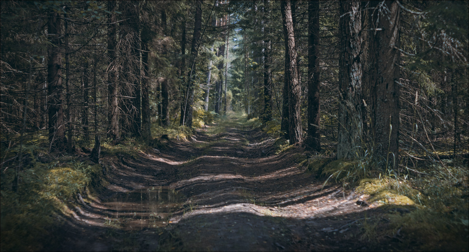 Контрасты леса