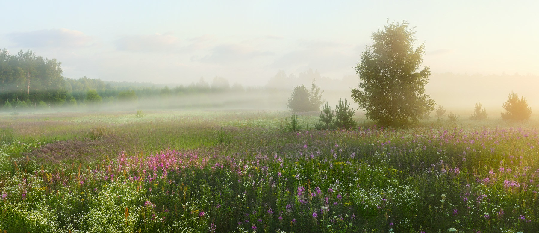 Время цветения иван-чая