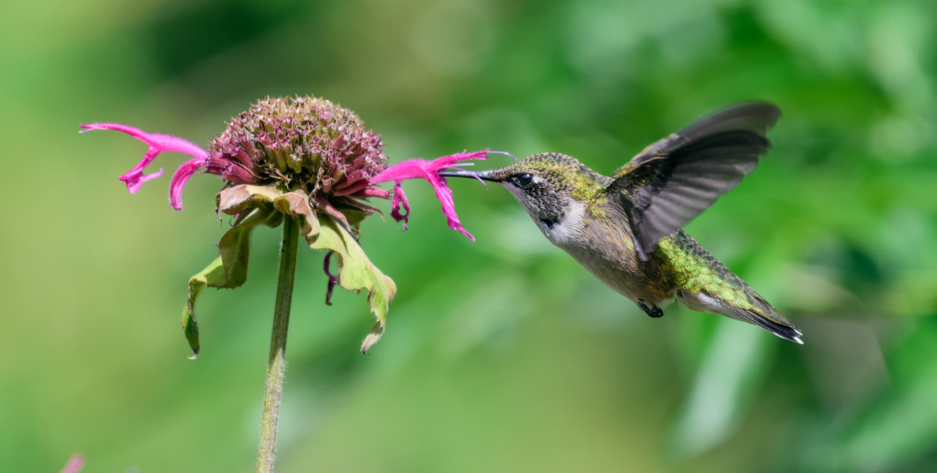 Ruby-throated hummingbird (female)