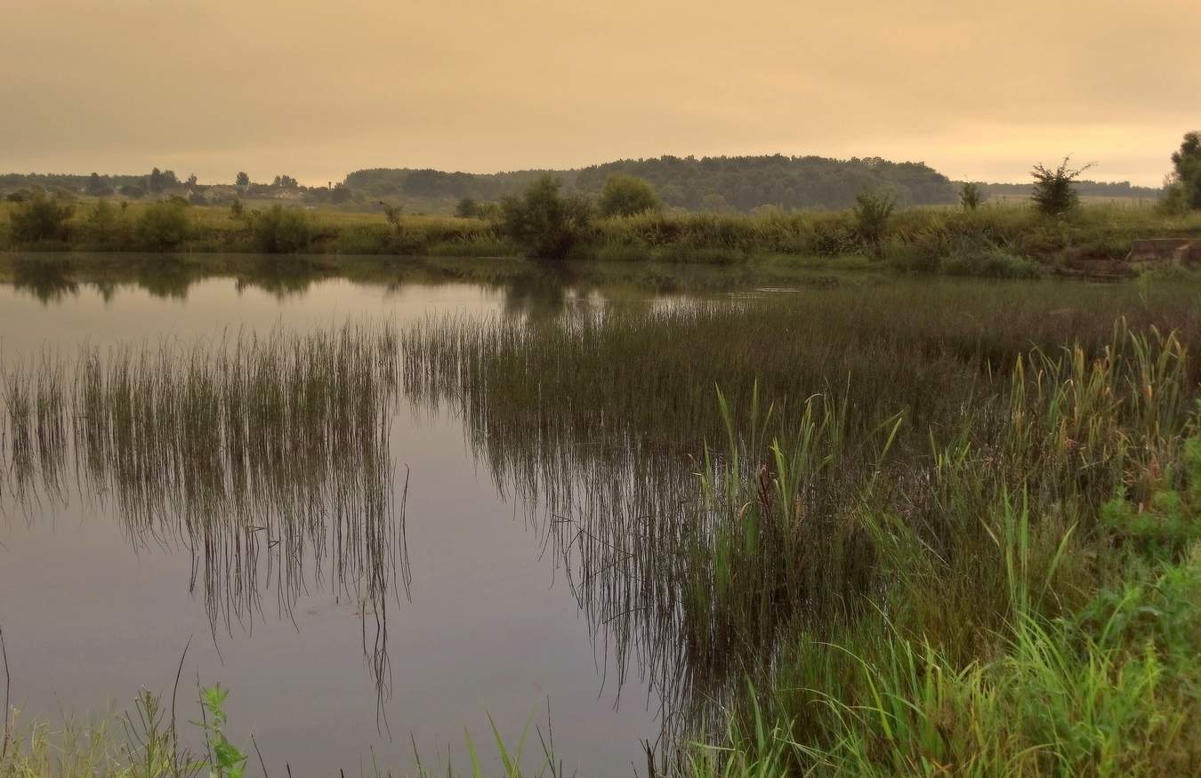Утро на деревенском пруду