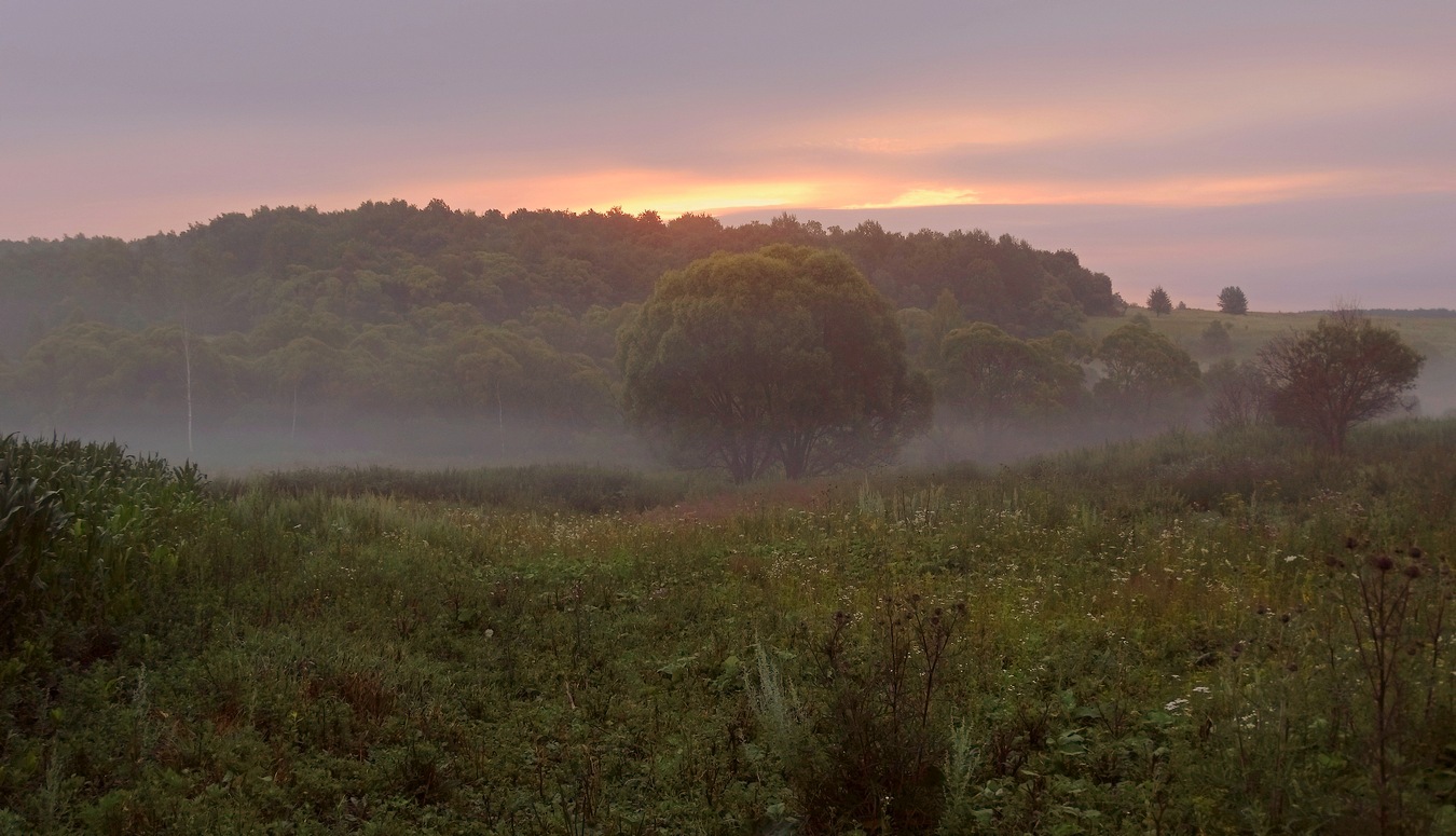 Туман стелится летним утром