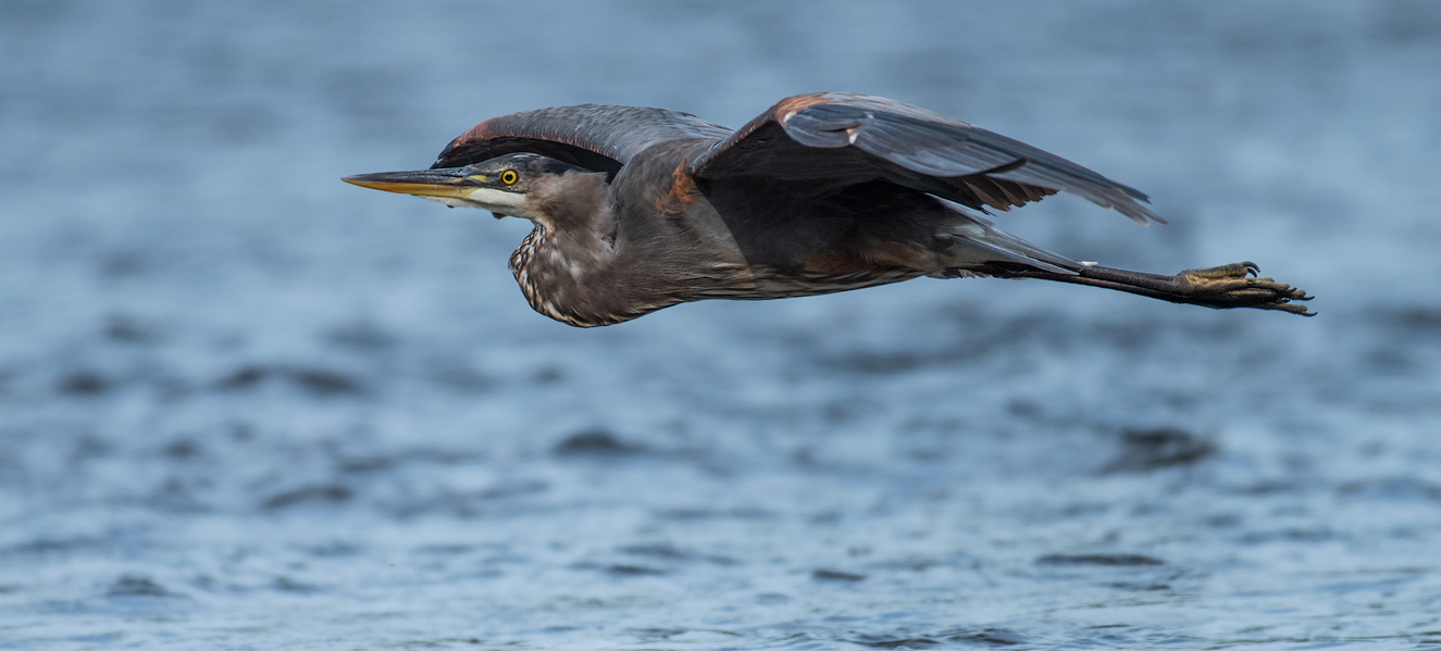 Great blue heron