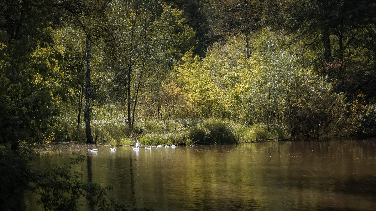 утки на озере