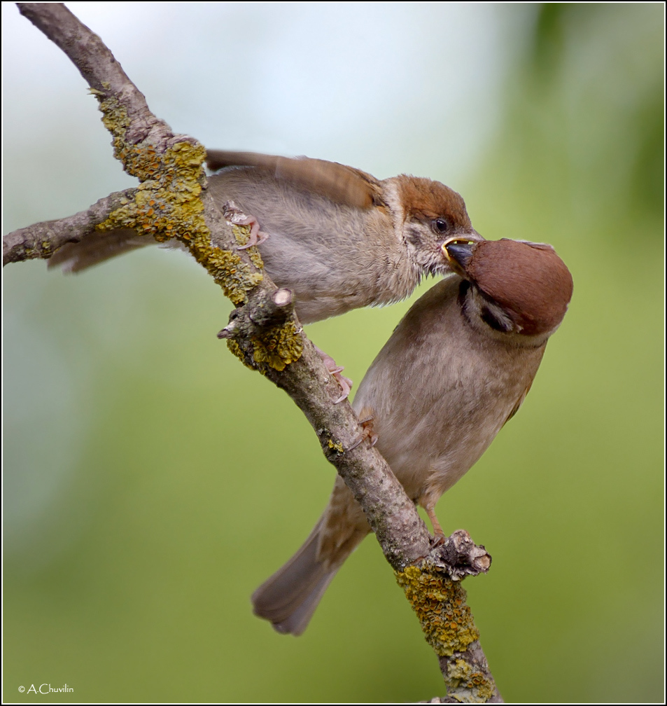 Проголодался )