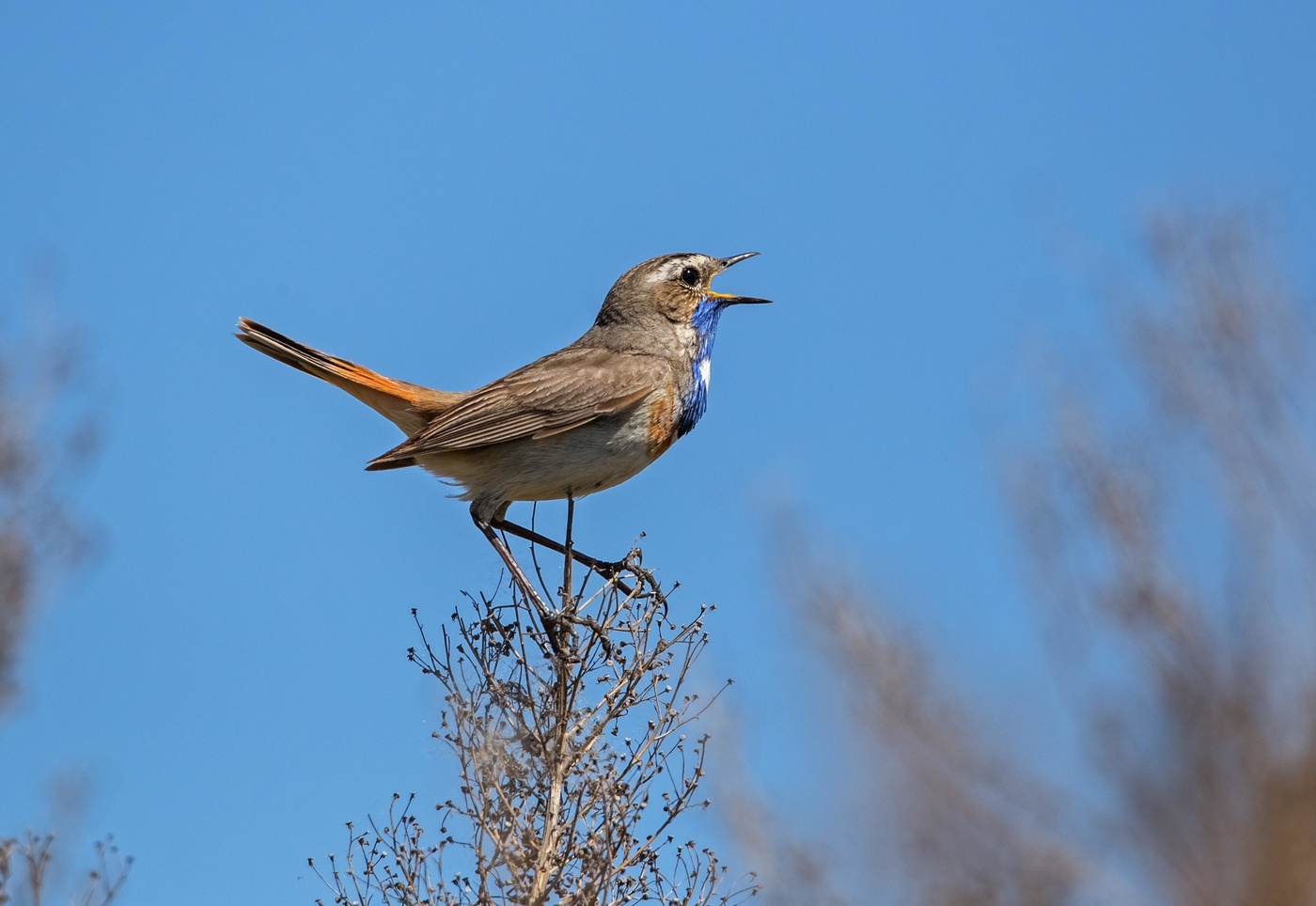 на пьедестале