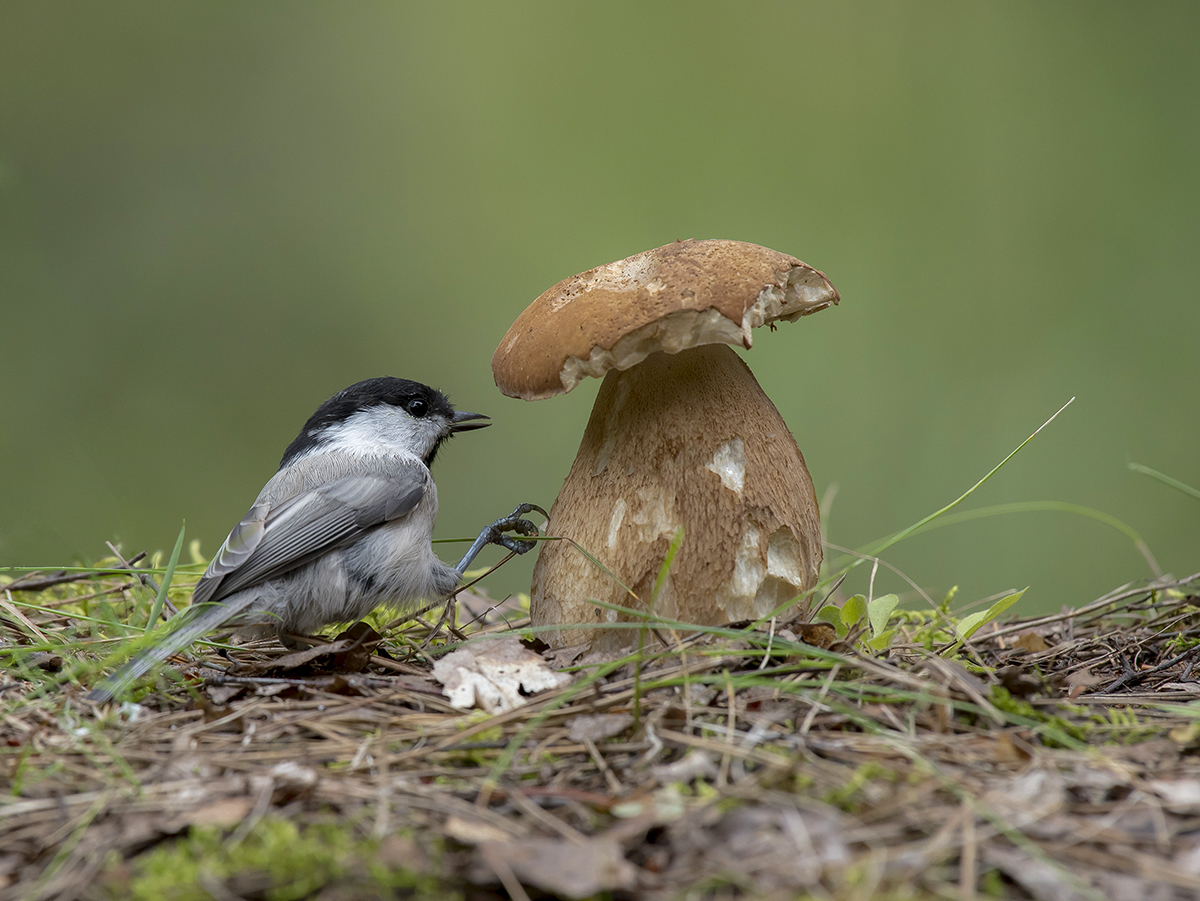 Эй...а ты случайно не червивый?