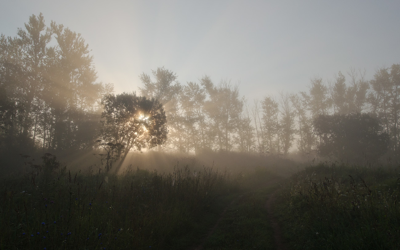 В утреннем свете