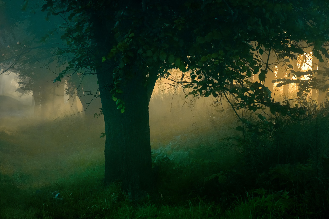 Солнце сквозь