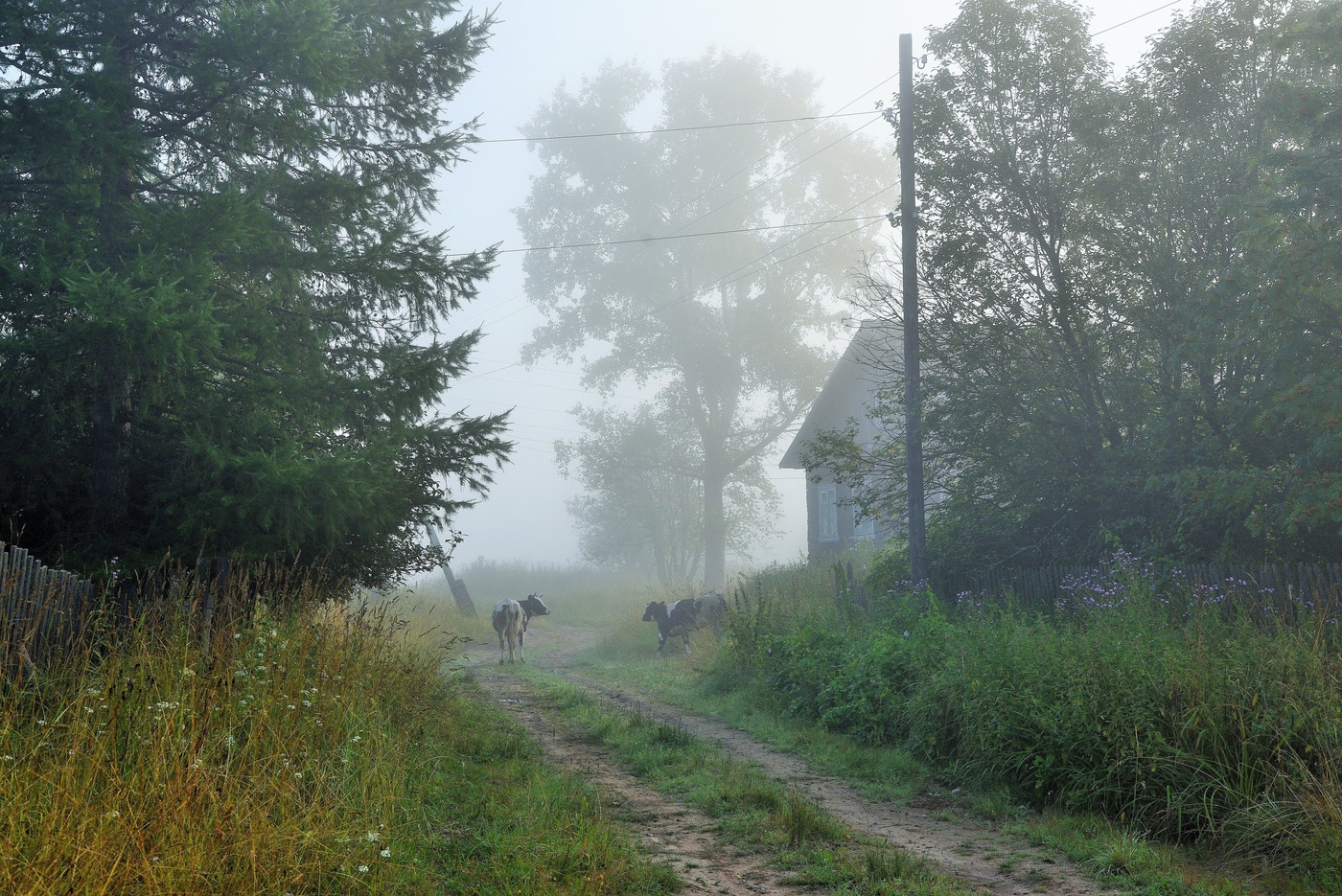 А поутру они проснулись ...