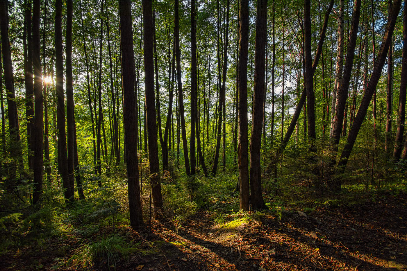 Солнечный лес