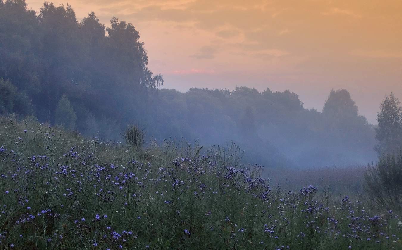 Туманное утро с розовым оттенком