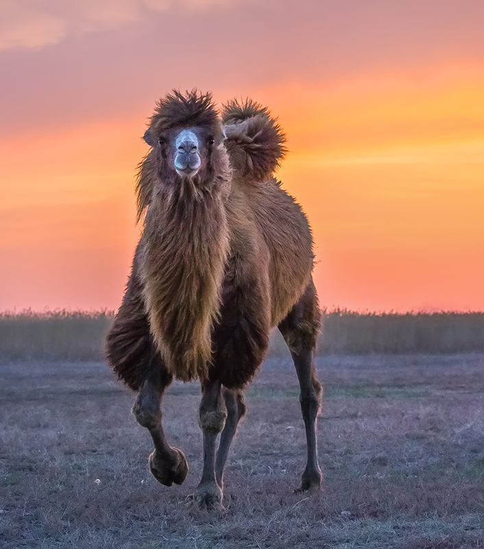 Верблюд на закате
