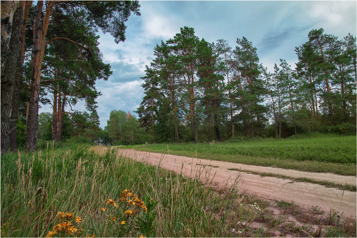 Сосновая роща