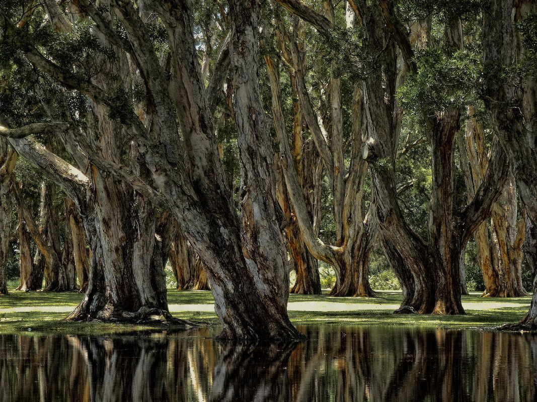 Столетний парк в Сиднее