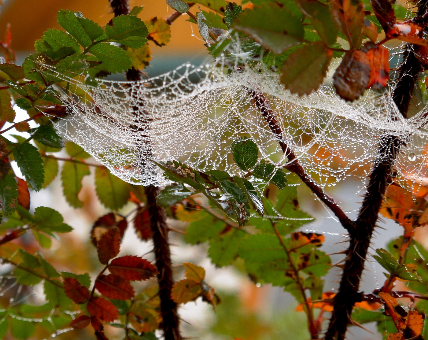Раскинув шаль из бисера