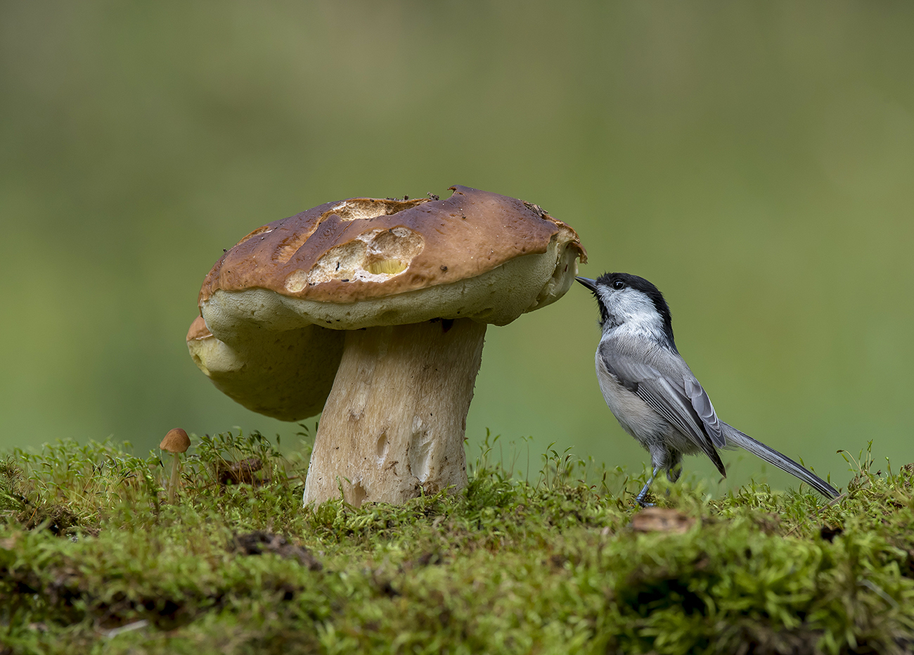 Эй...а кто там спрятался?