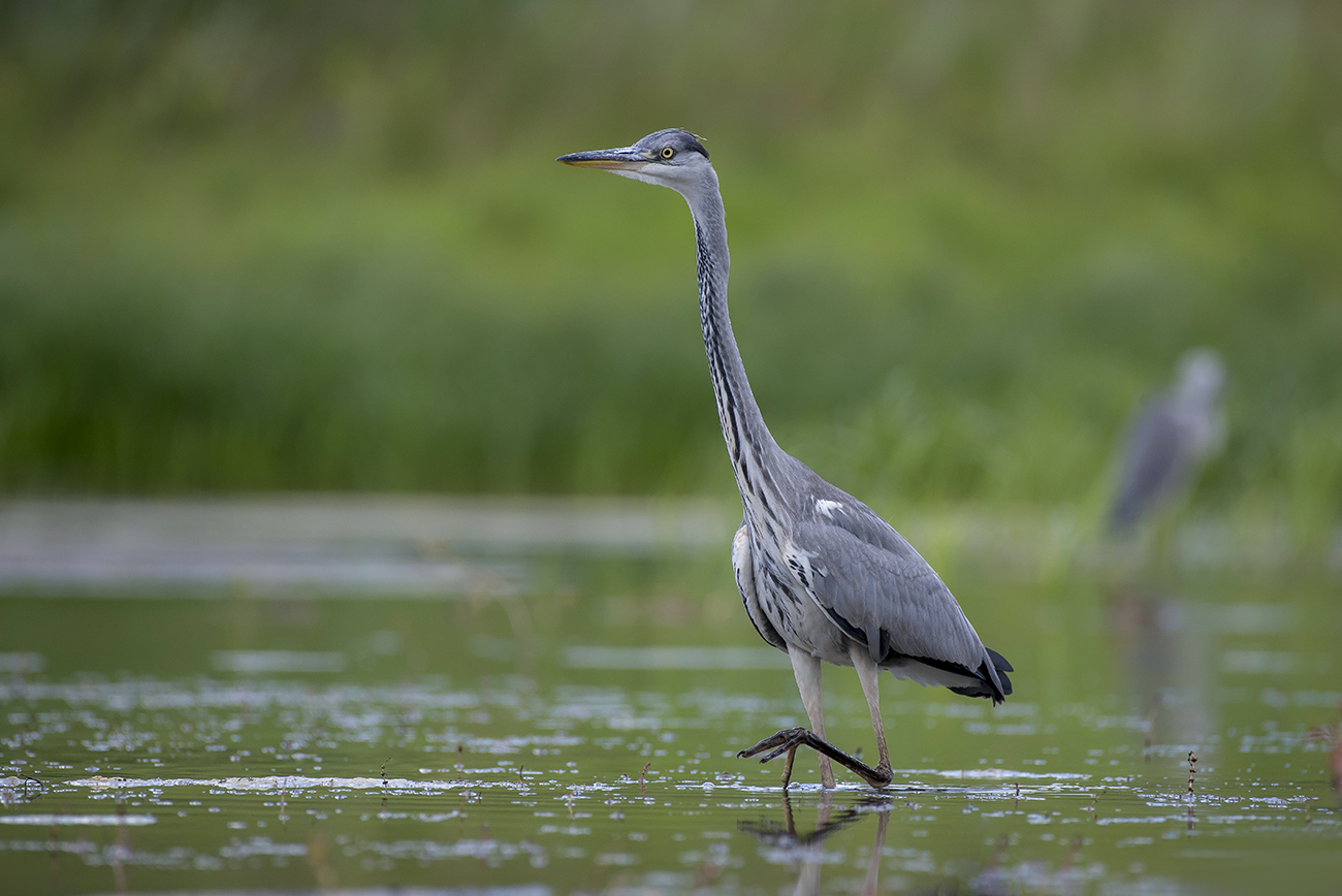 Летняя зарисовка.