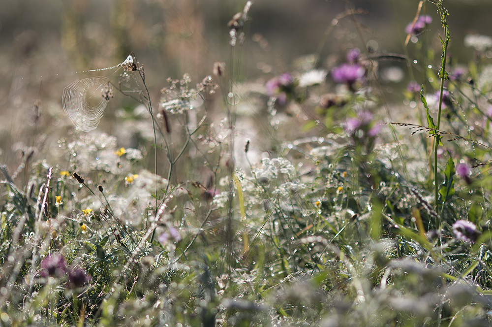 росные травы