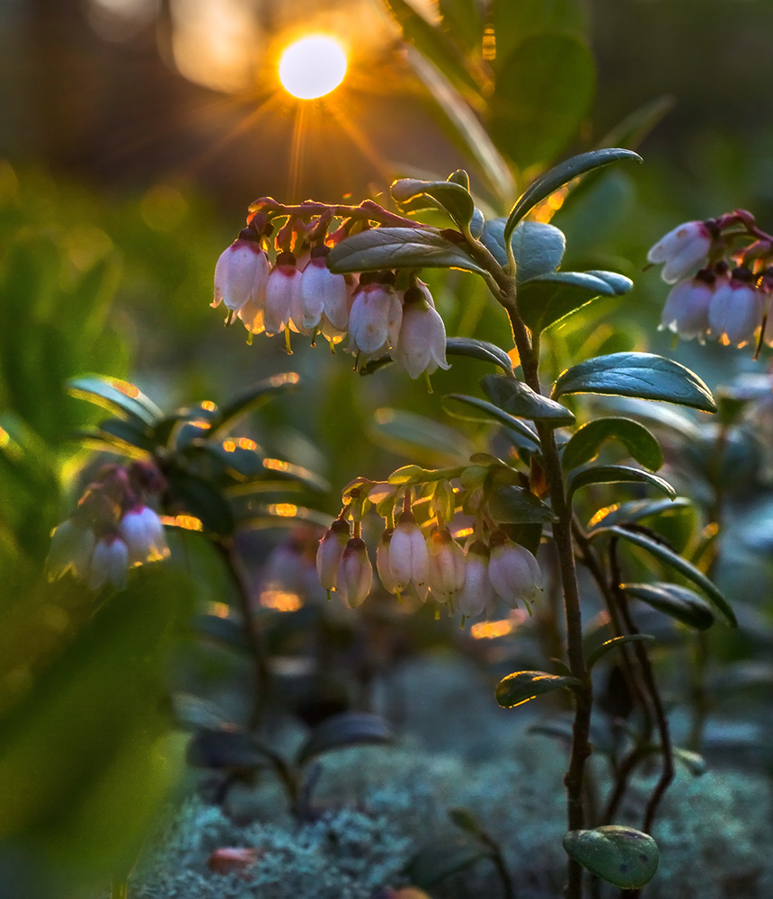 Цветущая брусника