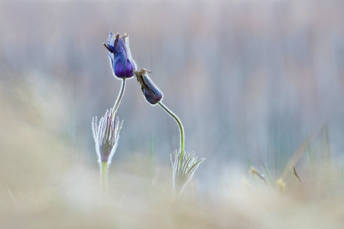 Есть чувства у цветов