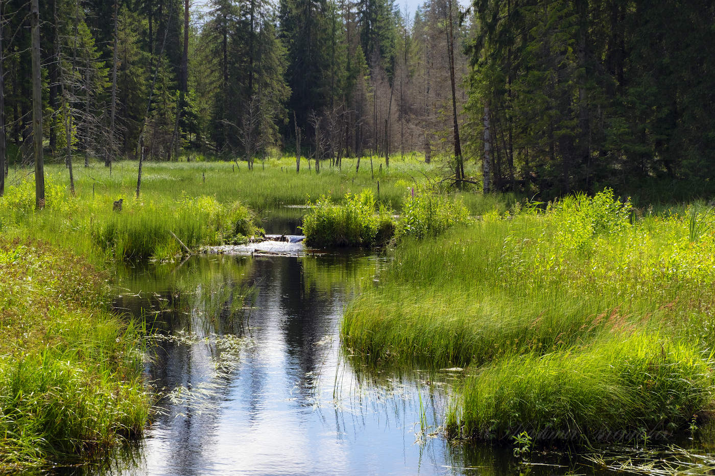 Утром на болоте