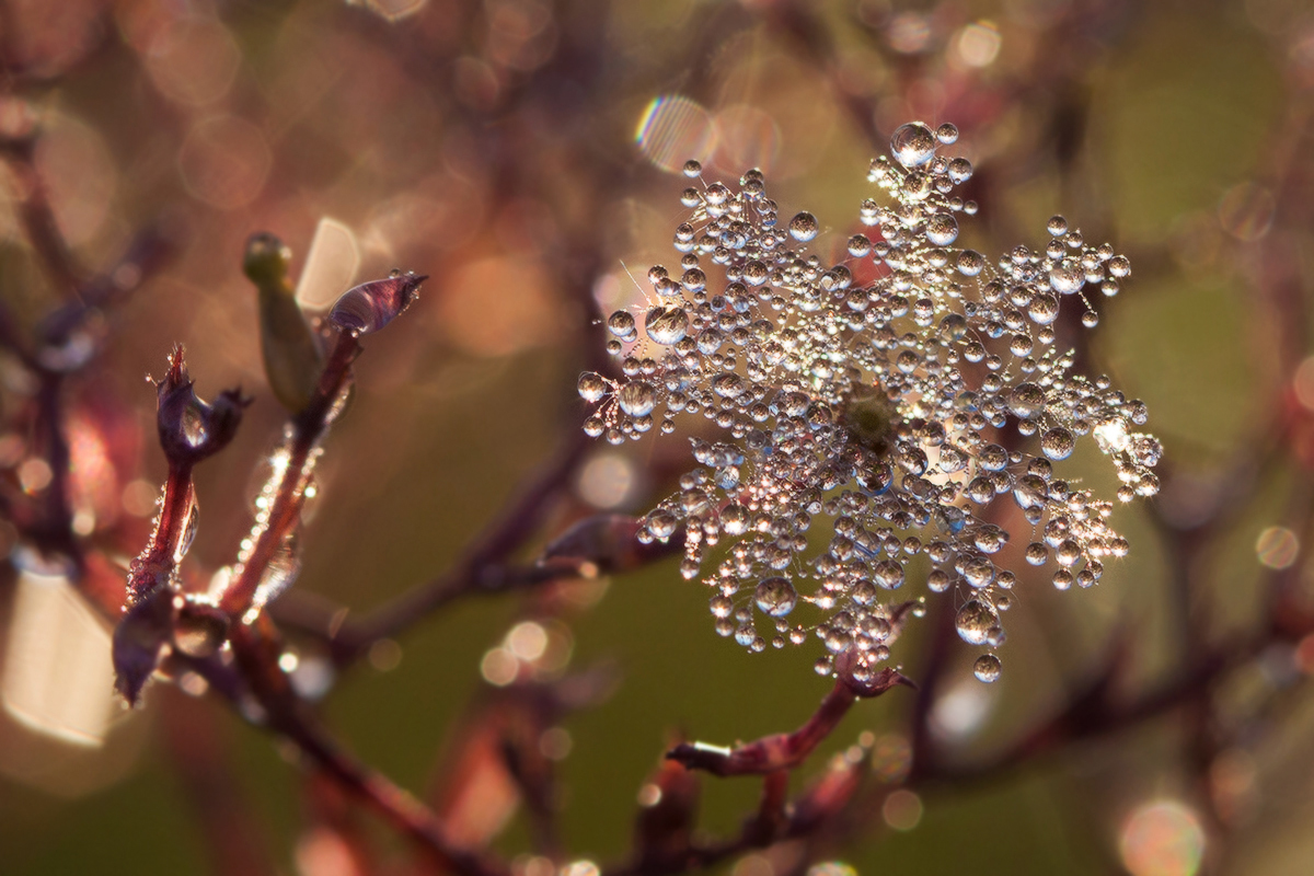 росы алмазный блеск