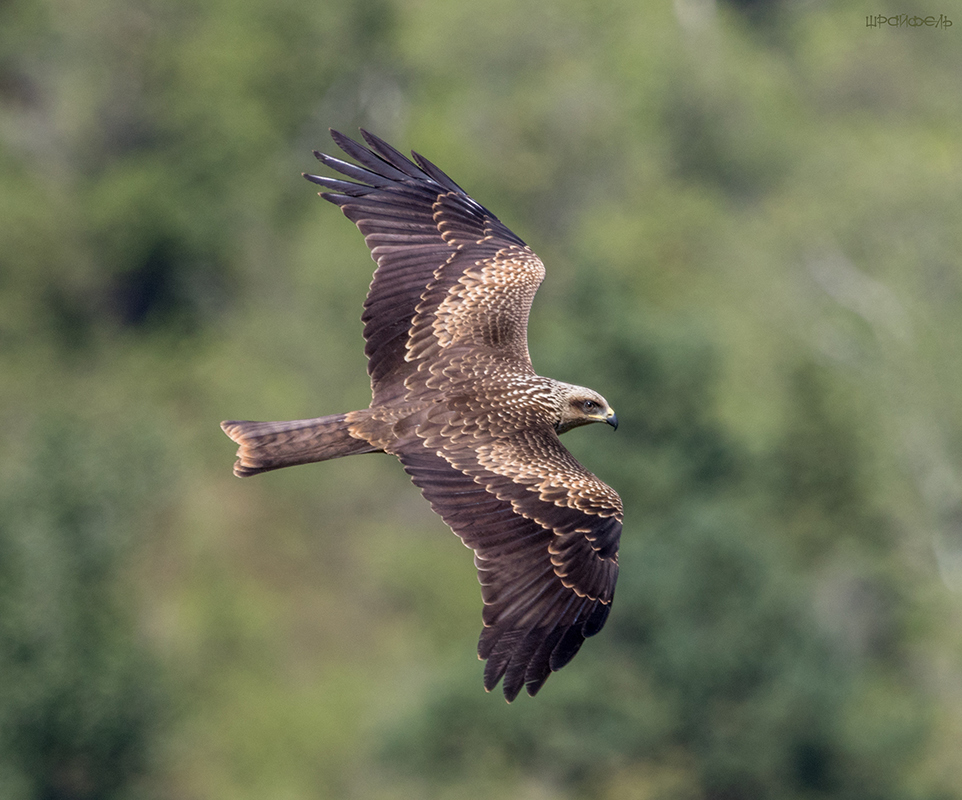 Черный коршун