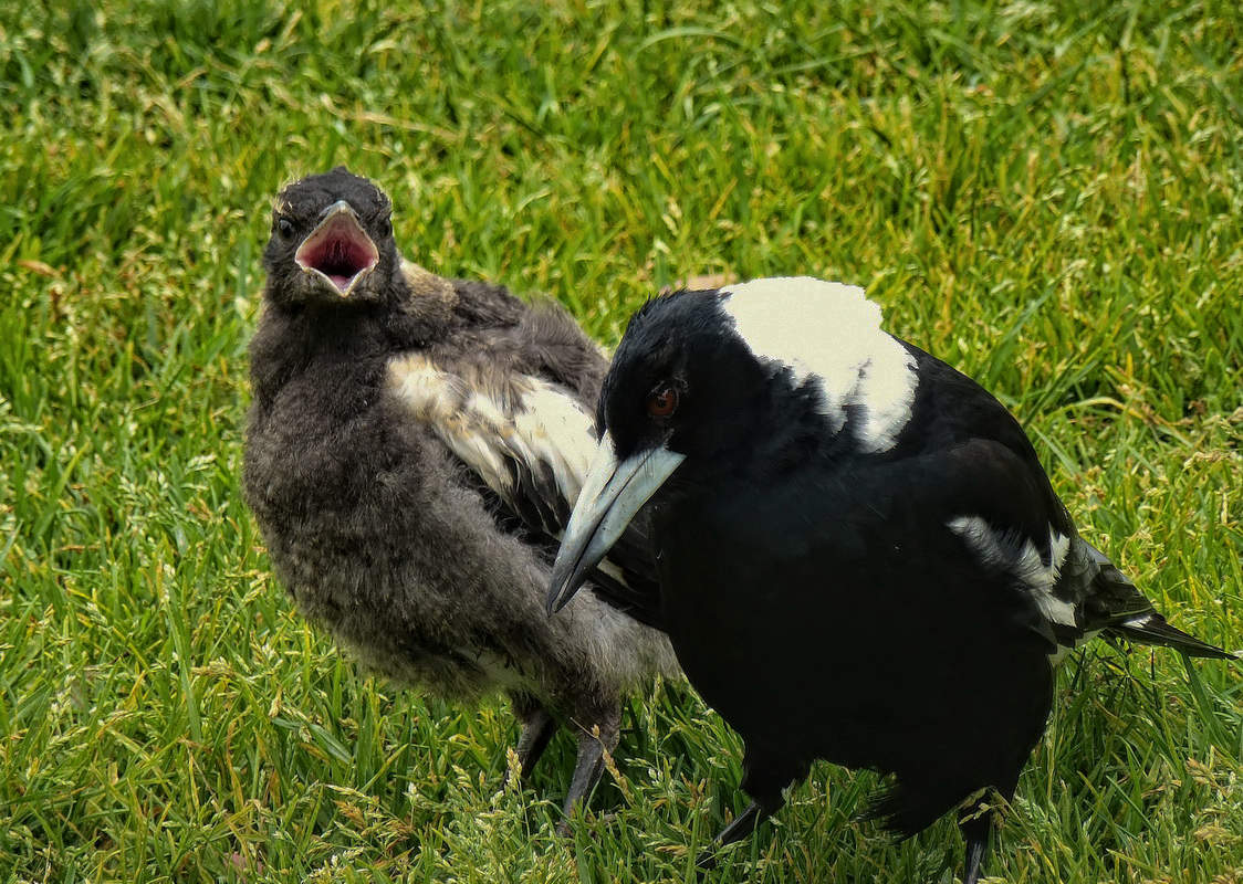 Послушай МЕНЯ,сынок!