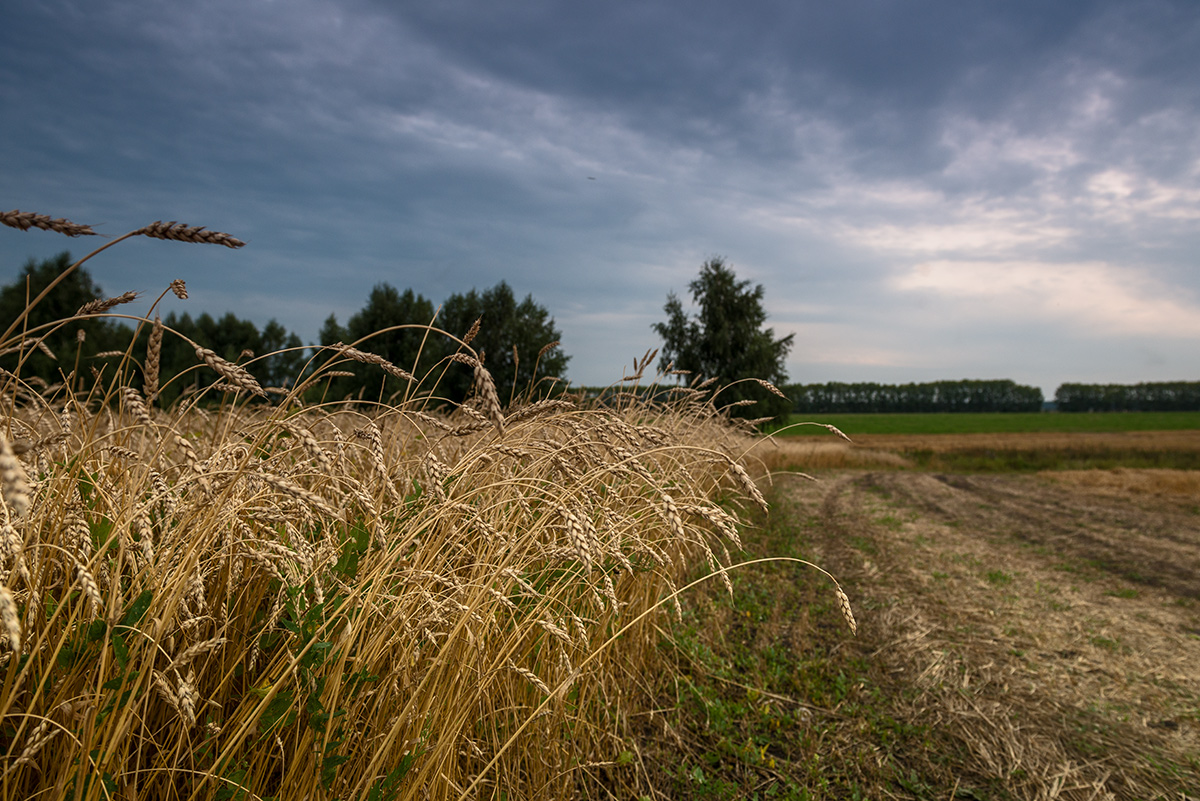 Урожай 17-го...