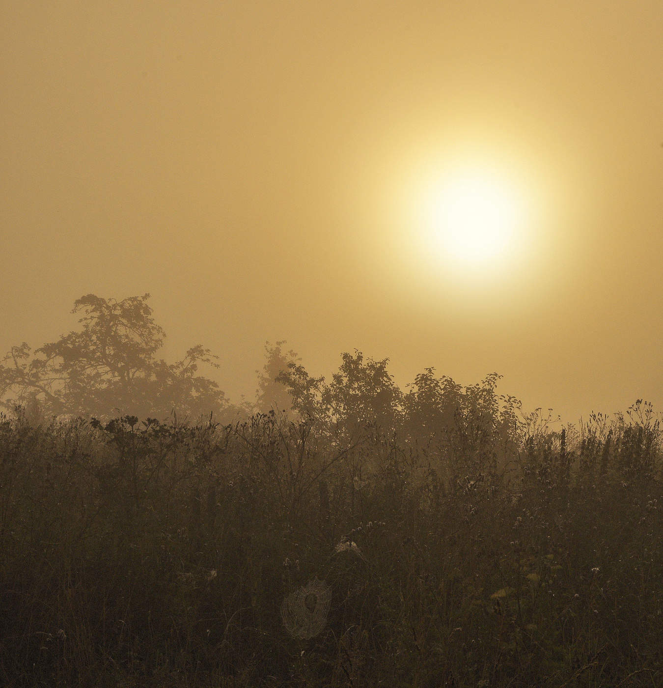 Солнце в тумане ...