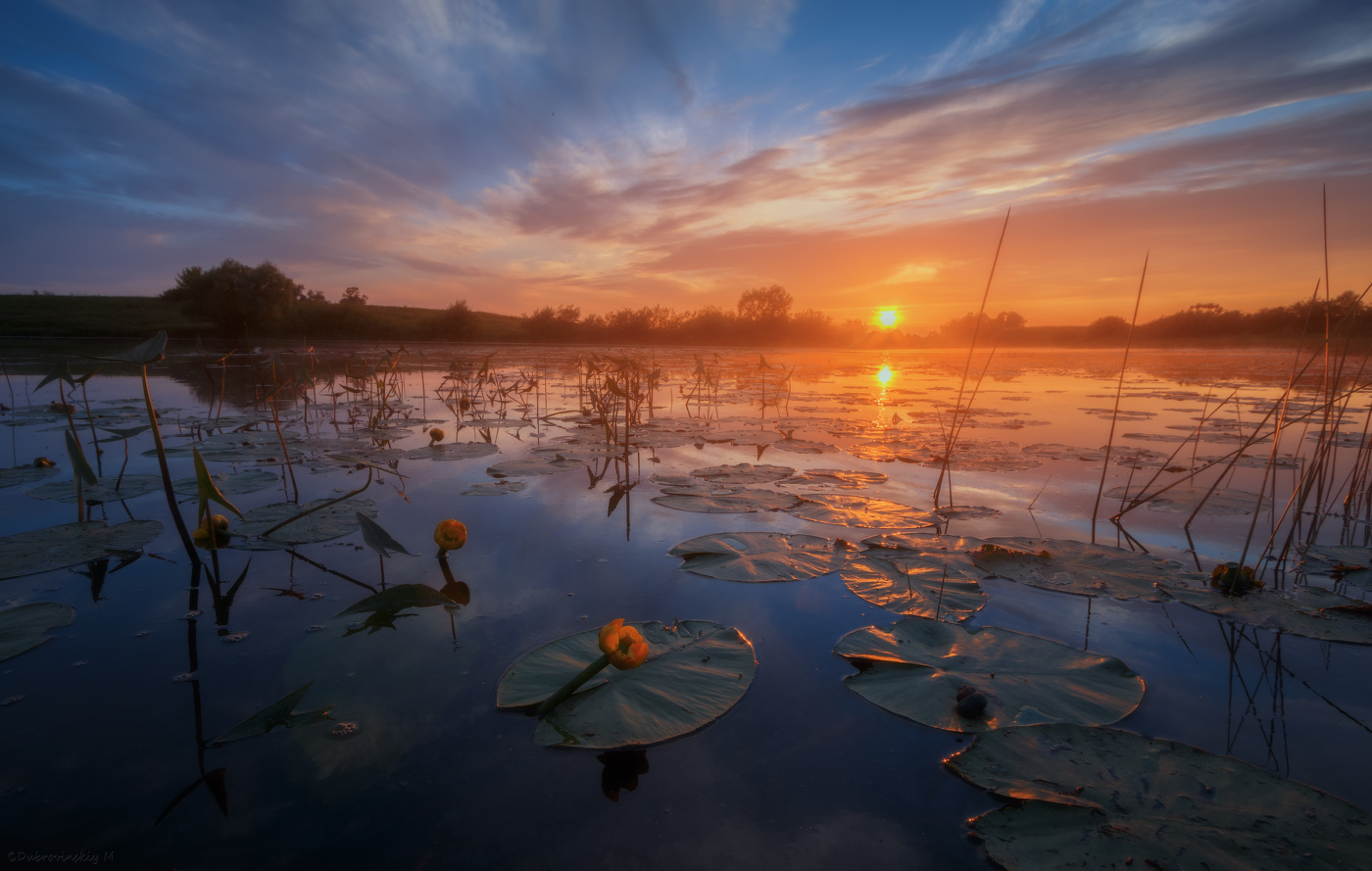 Про кувшинки