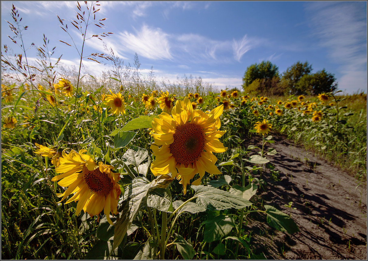 Без названия