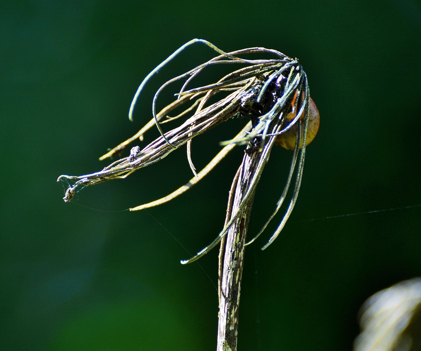 "Жизнь ценна, потому что она не вечна..."