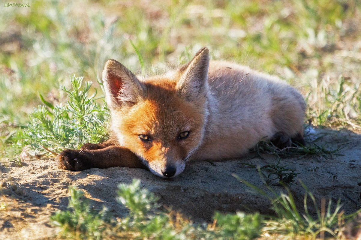 Хорошо на солнышке :)