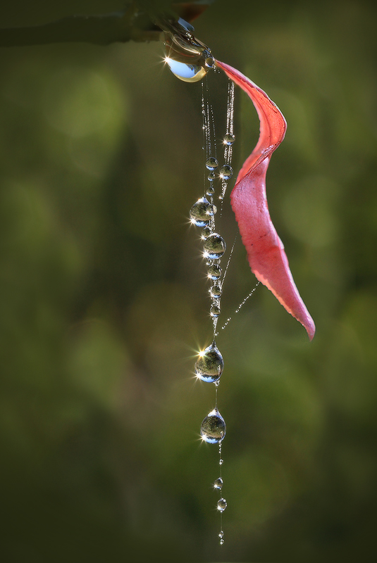 Украшение осени