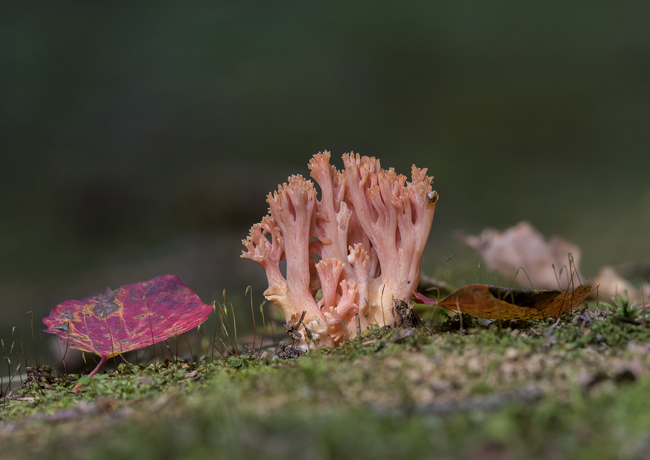 Клавария Золлингера.