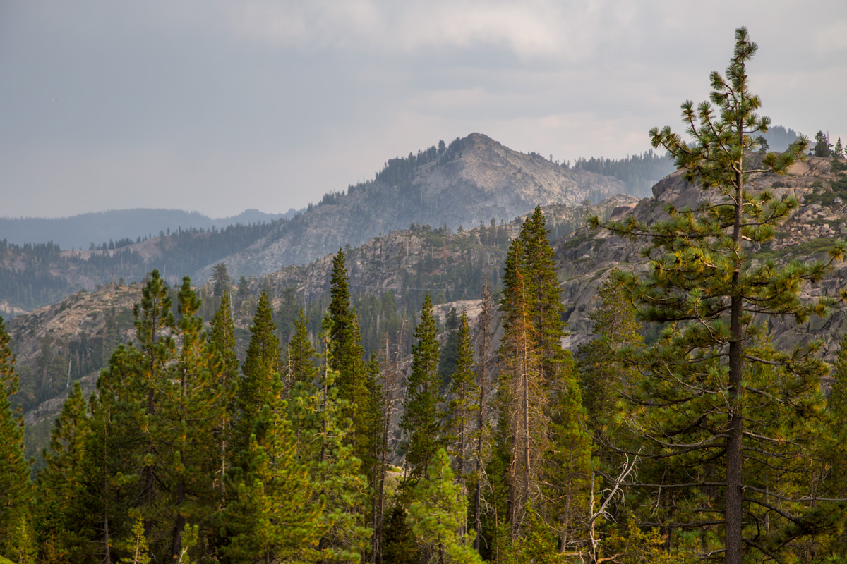 Там за хвоей...
