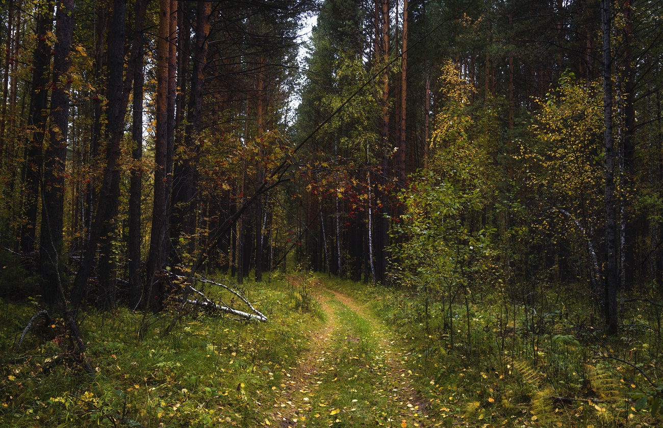 Палитра осени.