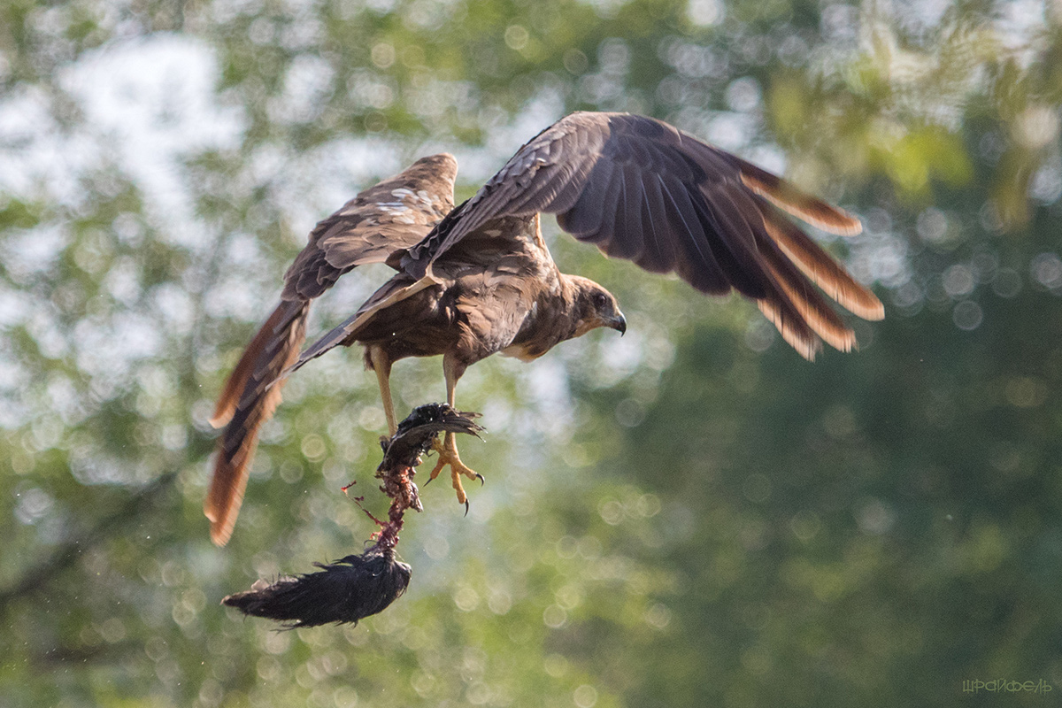 Птичку жалко